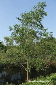 Image result for Sonneratia