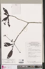 Image result for Psychotria peduncularis