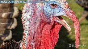 What is the neck of a turkey called?