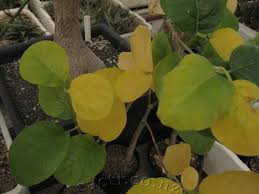 Image result for Fockea multiflora