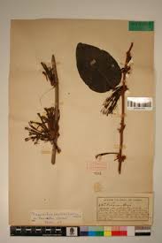 Image result for Phragmanthera capitata