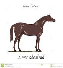 Horse Color Chart On White Equine Coat Colors With Text
