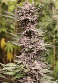 Relaxed 99.29% of users reported feeling relaxed. Wedding Cake X Triple Og Seeds Marijuana Grow Shop