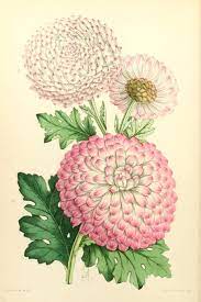 Pin By Donhkoland On Botanical Garden 1 Flower Drawing Chrysanthemum Flower Drawing Vintage Botanical Prints