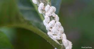 Check spelling or type a new query. 6 Home Remedies For Controlling Mealybugs