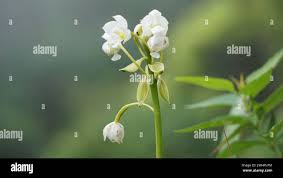 Image result for Eulophia angolensis