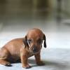 Larger versions of the breed were used to chase deer or fox. 1