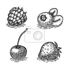 Beeren Skizze Gravur Stil Vektor-Illustration • Wandsticker Ätzen, Von Hand  Hergestellt, Johannisbeere | Myloview.de