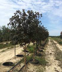 Ninebarks (physocarpus spp.) are deciduous shrubs known for their colorful leaves, arching habit and peeling bark. Physocarpus Ninebark Handy Andy S Nursery
