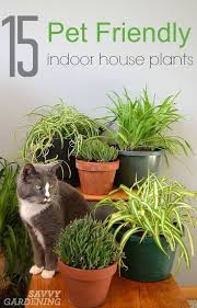 Indoor Plant Love The Coolest Houseplants For Your Home Plants Pet Friendly Safe House Plants Plants