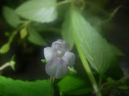 Image result for Torenia thouarsii