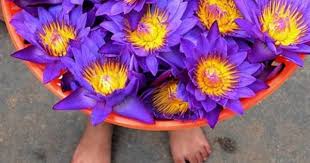 National Flower Of Sri Lanka Lotus Flower Sri Lanka Photography Flowers Sri Lanka
