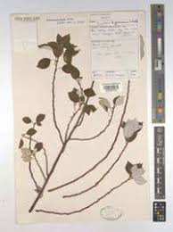 Image result for Pouzolzia mixta