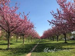 Maybe you would like to learn more about one of these? Cherry Blossoms In Berlin The Best Places To See Them Get Your Hanami On Almost Diplomatic