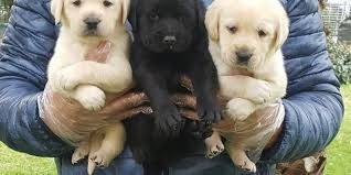 nbsp nbsp elit kopek farkiyla yavrularimiz irk garantili olup saglik karneleri labrador retriever retriever labrador yavrulari
