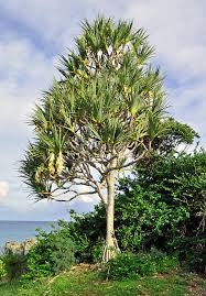 Image result for Pandanus utilis