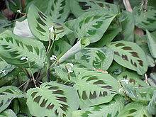 The veins that run up the leaves can be several to grow prayer plant best, realize they do not like to be dry. Maranta Leuconeura Wikipedia