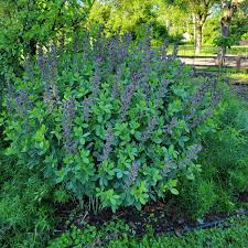 Image result for Baphia multiflora