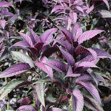 Image result for Strobilanthes