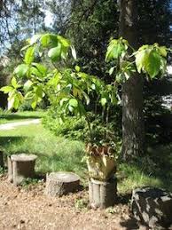 Pepins Noyaux Faites Pousser Avocatier En Pot Avocatier Pot Exterieur