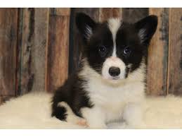 Check spelling or type a new query. Auggie Dog Male Black White 2598865 Petland Racine Wi