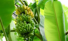 Banana Leaf Wrappers — Packaging Goes Back to Nature | Ernest Packaging  Solutions