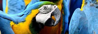 Jurong bird park is an aviary and tourist attraction in jurong, singapore. Bird Park Islamabad Home Facebook