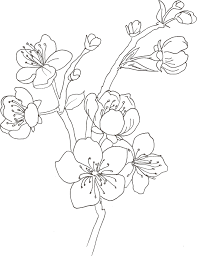 Maybe you would like to learn more about one of these? Fiori Di Ciliegio Vincenza Conte