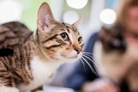 Infections occur most commonly in young cats and in cats housed at high density in shelters and breeding catteries. Cat Flu Msd Animal Health Republic Of Ireland