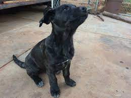 German shepherd dog puppies for sale. Cane Corso German Shepherd Dog Mix Puppy For Sale In Norman Ok Adn 48703 On Puppyfinder Com Gender Femal German Shepherd Dogs Mixed Puppies Shepherd Dog Mix