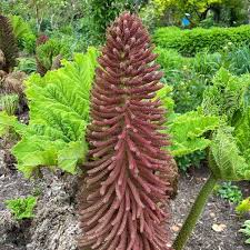 Image result for Gunnera
