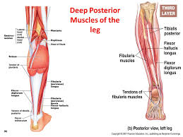 The following life study male figure sitting on the floor muscle diagram. Muscles Of The Lower Extremities Ppt Video Online Download