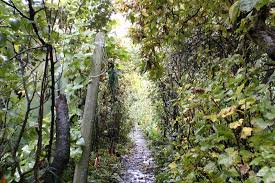 Le jardin des pâtissons est une ancienne ferme sur la commune de la foret du parc. Intradel Un Jardin Foret Au Jardin Ressources