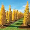 Ginkgo biloba princeton sentry maidenhair tree. Https Encrypted Tbn0 Gstatic Com Images Q Tbn And9gcq1wgiwejjnjsi4rtm95jjit6 4x4pe2whgbdyolyia9uuabe7b Usqp Cau