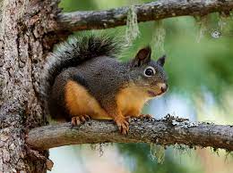 Douglas's Squirrel (U.S. National Park Service)