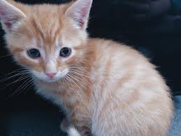 Ollie is a beautiful grey and white boy with gorgeous copper orange eyes. Ginger Kitten For Sale Bordon Hampshire Pets4homes Gingerkitten Ginger Kitten For Sale Bordon Hamps Ginger Kitten Ginger Kittens For Sale Kitten For Sale