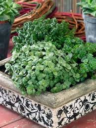 Check spelling or type a new query. Callisia Repens Bianca Mediendatenbank