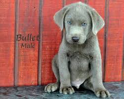 Beautiful silver or charcoal labs. Rare Akc Silver Labradors For Sale In Eagle Mountain Utah Classified Americanlisted Com