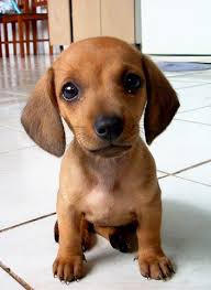 Resultado de imagem para CACHORRINHO