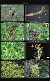 Image result for Pycreus pumilus