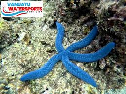 Image result for Lannea virgata