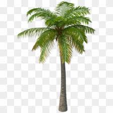 This domain currently does not have any sponsors for you. Palm Png Transparent For Free Download Page 4 Pngfind