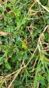 Image result for Indigofera circinella