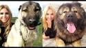 Welcome to the Kangal Dog Club of America