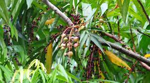 Image result for Lepisanthes