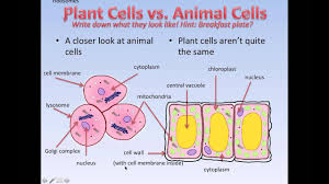 We did not find results for: What Cells Are Like Grade 7 Youtube