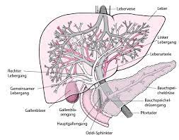Cholestase Leber Und Gallenstorungen Msd Manual Ausgabe Fur Patienten