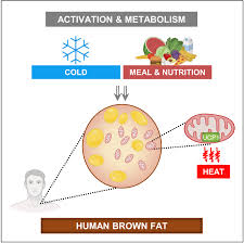 Image result for Beige 1983 Caloric