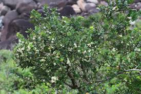 Image result for Eugenia capensis