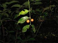 Image result for Salacia leptoclada